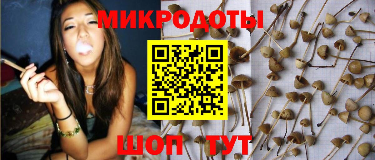 Псилоцибиновые грибы Cubensis Реутов